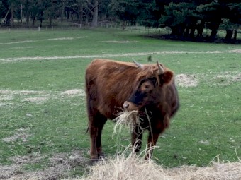 Highlander x heifer for sale 