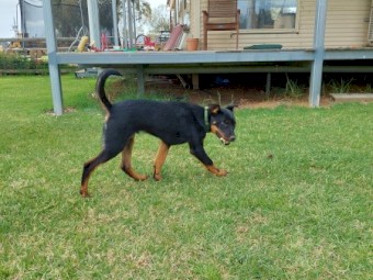 Kelpie Pups, Male