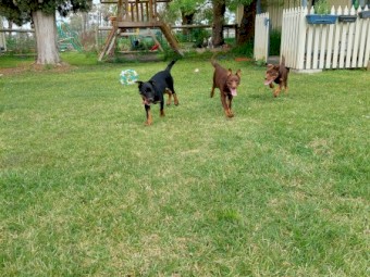 Kelpie Pups, Male