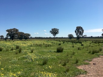 EOI 610 Acres for Lease with 4 dams