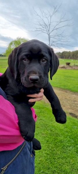 Labrador retriever puppies 