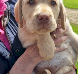 Labrador retriever puppies 