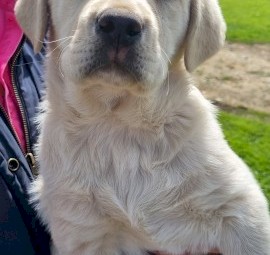 Labrador retriever puppies 