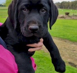 Labrador retriever puppies 