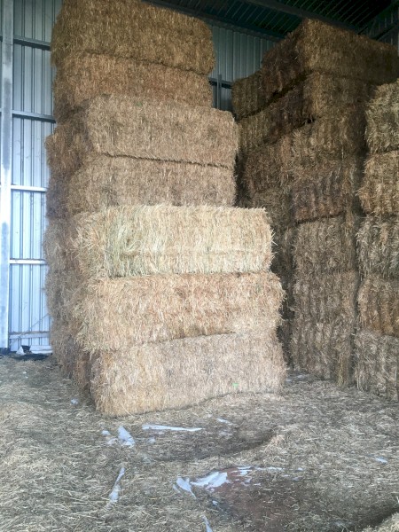 31mt Oaten Hay 610kg 8x4x3 Bales