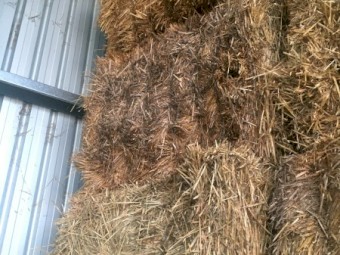 31mt Oaten Hay 610kg 8x4x3 Bales