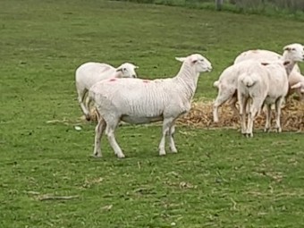 AUSTRALIAN WHITE EWES TATTYKEEL x ARDENE TOP-LINE AUSSIE WHITE EWE HOGGETS x 25