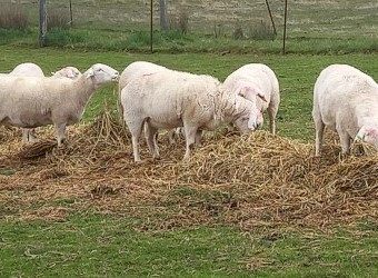 AUSTRALIAN WHITE EWES TATTYKEEL x ARDENE TOP-LINE AUSSIE WHITE EWE HOGGETS x 25