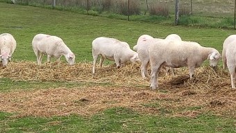 AUSTRALIAN WHITE EWES TATTYKEEL x ARDENE TOP-LINE AUSSIE WHITE EWE HOGGETS x 25