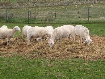 AUSTRALIAN WHITE EWES TATTYKEEL x ARDENE TOP-LINE AUSSIE WHITE EWE HOGGETS x 25