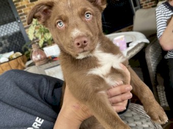 Kelpie pups for sale