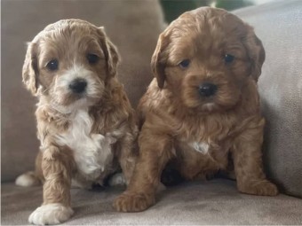 Cavoodle puppies for sale  first generation 
