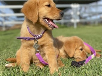 Two Beautiful Golden Retriever Puppies