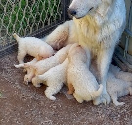 Maremma puppies  