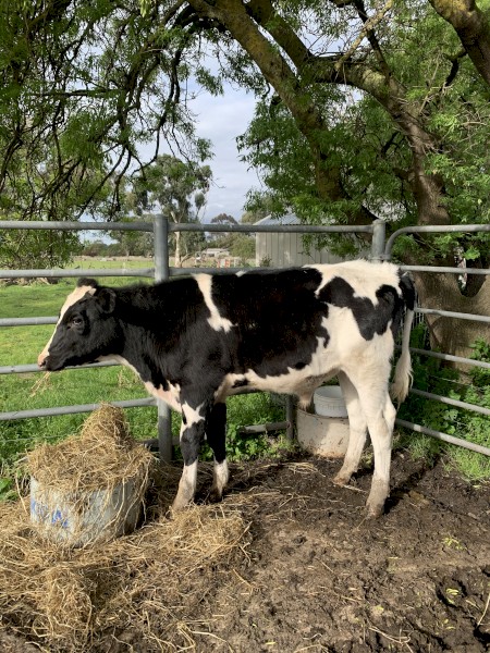 9 month old solid friesian steer for sale 