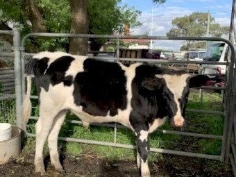 9 month old solid friesian steer for sale 