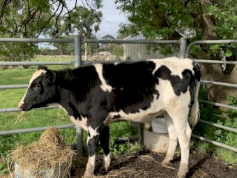 9 month old solid friesian steer for sale 