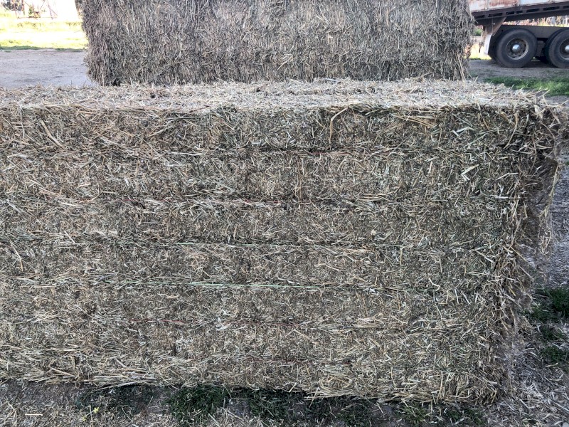 Lucerne Hay 