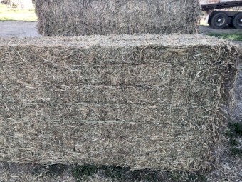 Lucerne Hay 