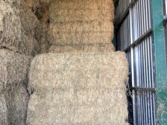 Lucerne Hay 