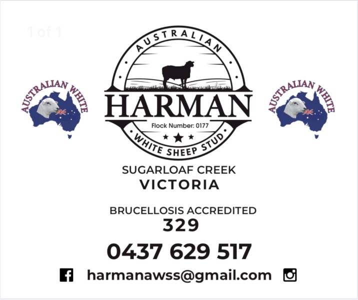 Australian White Flock Rams all pure Tattykeel bloodlines