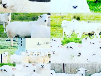 Australian White Flock Rams all pure Tattykeel bloodlines
