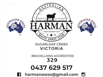 Australian White Flock Rams all pure Tattykeel bloodlines