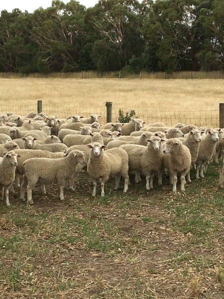 600 second cross lambs