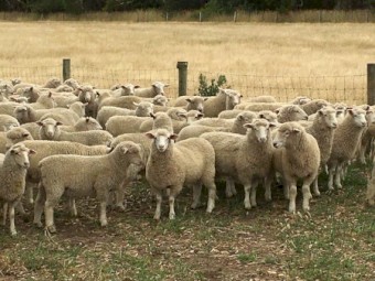 600 second cross lambs