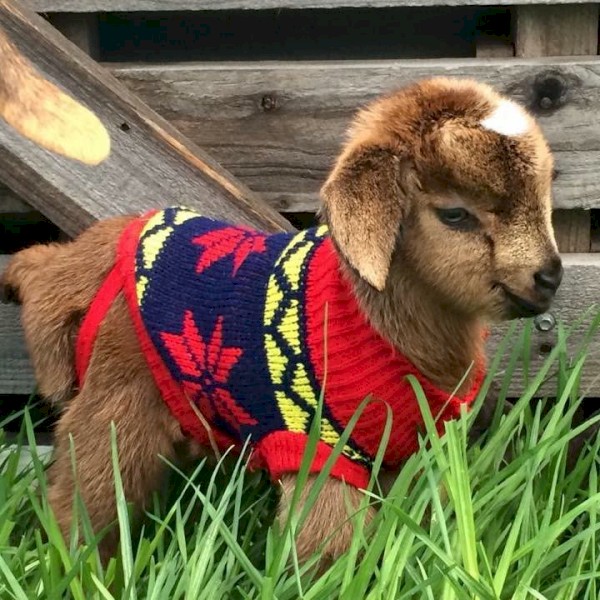 Dairy goats and Miniature Goats Farm Tender