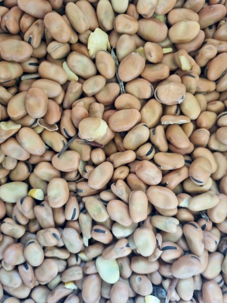 80-100mt Samira Faba Beans