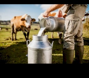 Need fresh cow milk on regular basis - happy to pick up