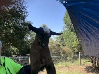 Miniature 39.1% pygmy bucklings ready mid Nov
