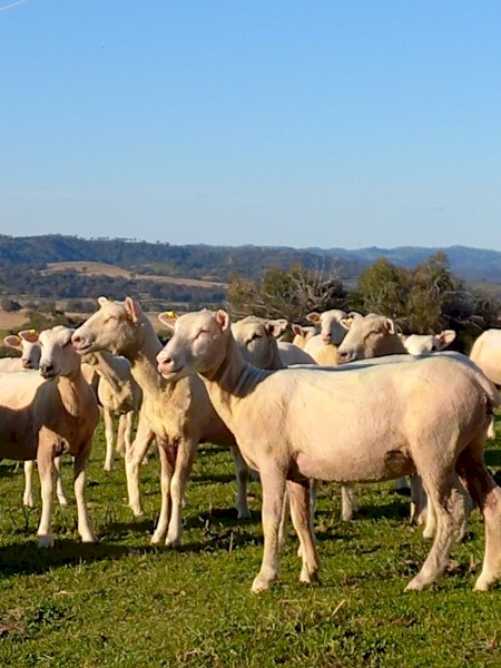 Crossbred Ewes 100 head Meat Plus Composite