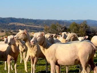 Crossbred Ewes 100 head Meat Plus Composite