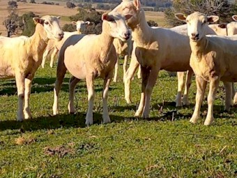 Crossbred Ewes 100 head Meat Plus Composite