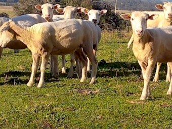 Crossbred Ewes 100 head Meat Plus Composite