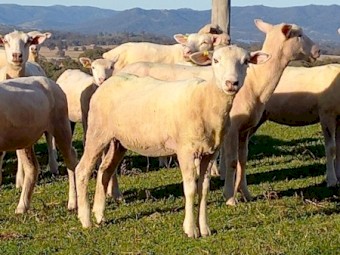 Crossbred Ewes 100 head Meat Plus Composite