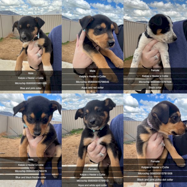 Kelpie x Heeler x Collie - READY TO GO