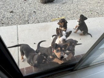 Kelpie x Heeler x Collie - READY TO GO