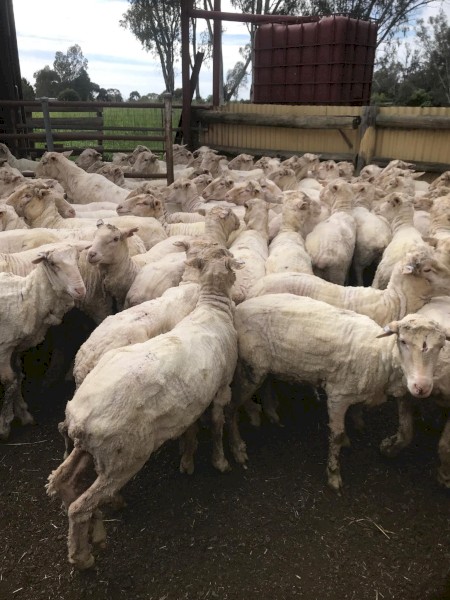 240 Merino Wethers (Can split lots)