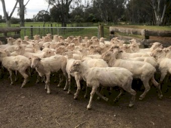 240 Merino Wethers (Can split lots)