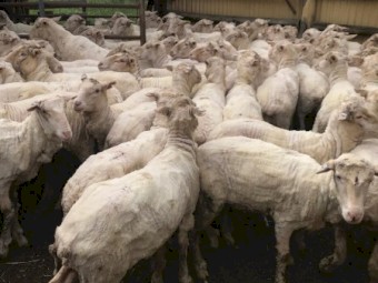 240 Merino Wethers (Can split lots)