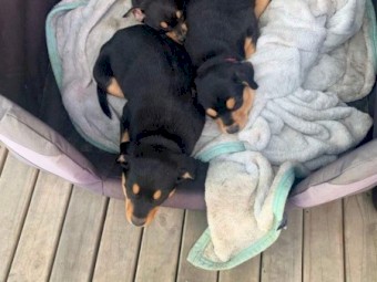Purebred kelpie pups