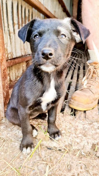 Purebred Kelpie ('Socks')
