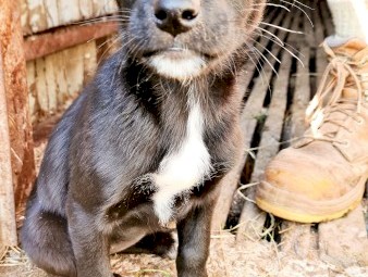 Purebred Kelpie ('Socks')