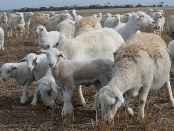 We specialise in the Full blood Dorper and White Dorper breeds.