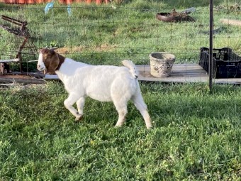 Boer goat  young bucks and does for sale.