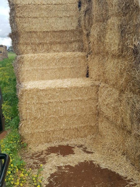 2400mt Windrowed Wheated  Straw 8x4x3 Bales