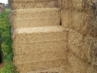 2400mt Windrowed Wheated  Straw 8x4x3 Bales